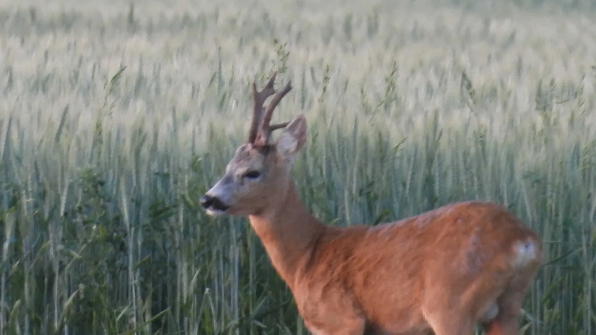 Ismét egy érdekes bak terítéken 6 000779c0 8365 4db5 bfdf 96a56f80f982