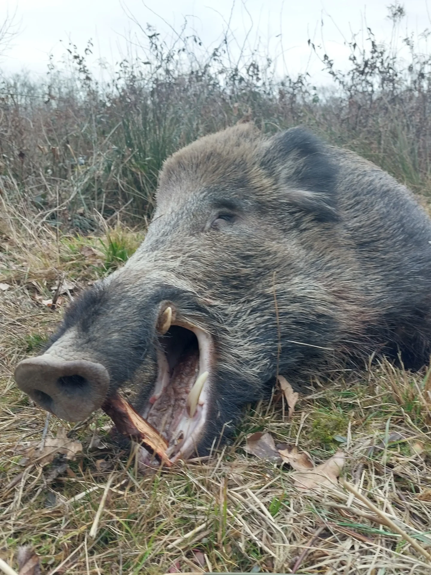 Eredményes esti cserkelés, vaddisznók a terítéken 2 20250201 135019 2