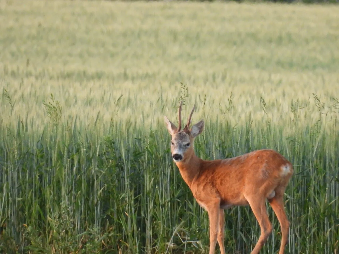 Ismét egy érdekes bak terítéken 5 367d83b6 ce7d 442e 831c 3d469dbacdbd