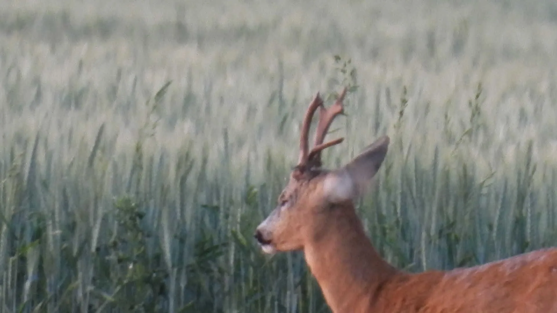 Ismét egy érdekes bak terítéken 7 9284226f a9f1 418d 8fad 69a26d7f5ca3