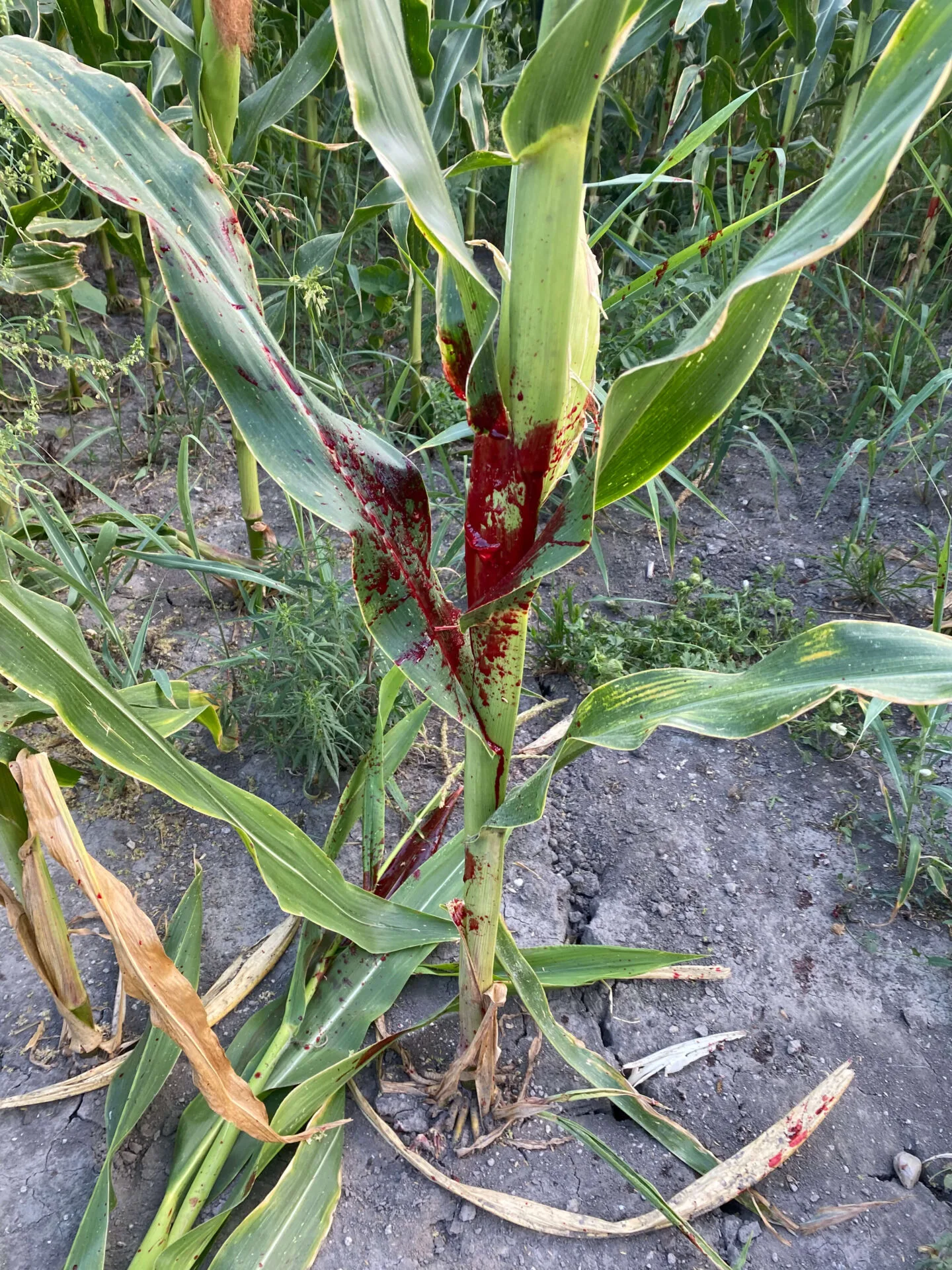 Geco Express, gyakorlati tapasztalataink a lőszerrel 5 IMG 0162