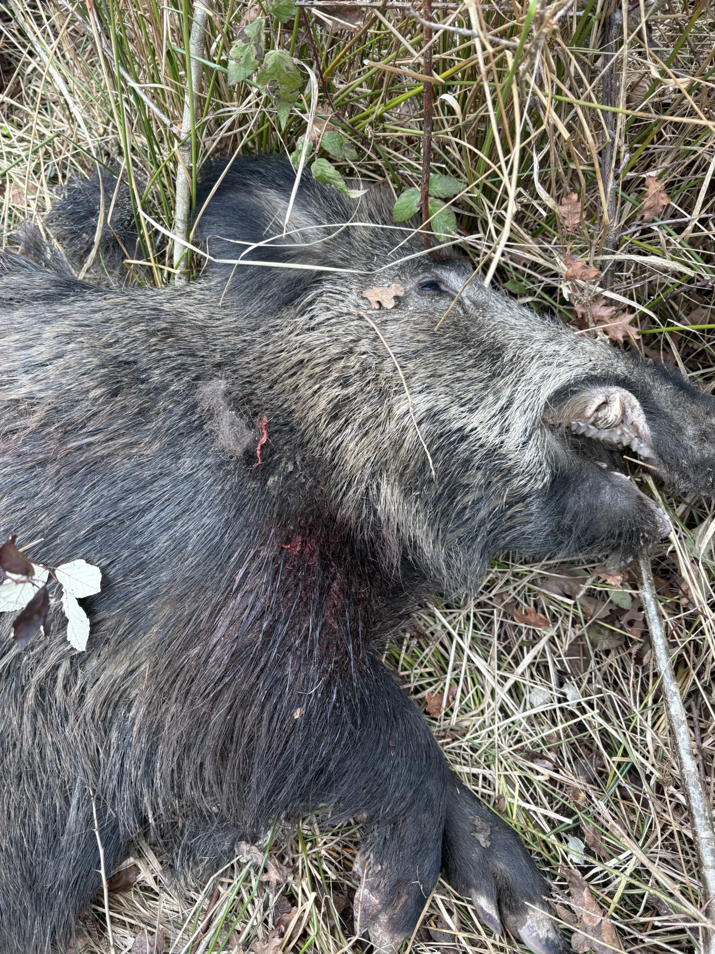 Eredményes esti cserkelés, vaddisznók a terítéken 3 IMG 1530 2