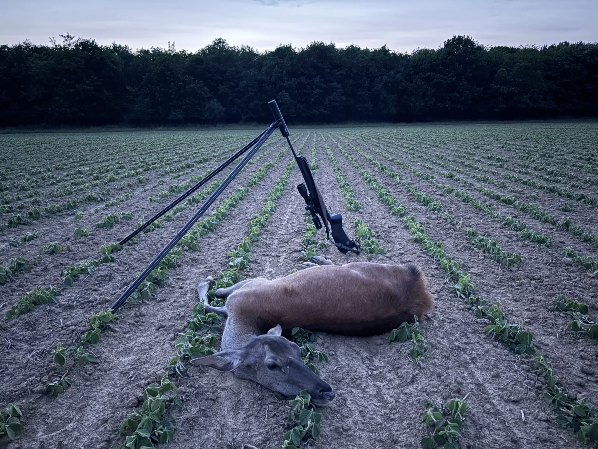 Tapasztalataim: sax lőszer 9 IMG 4701