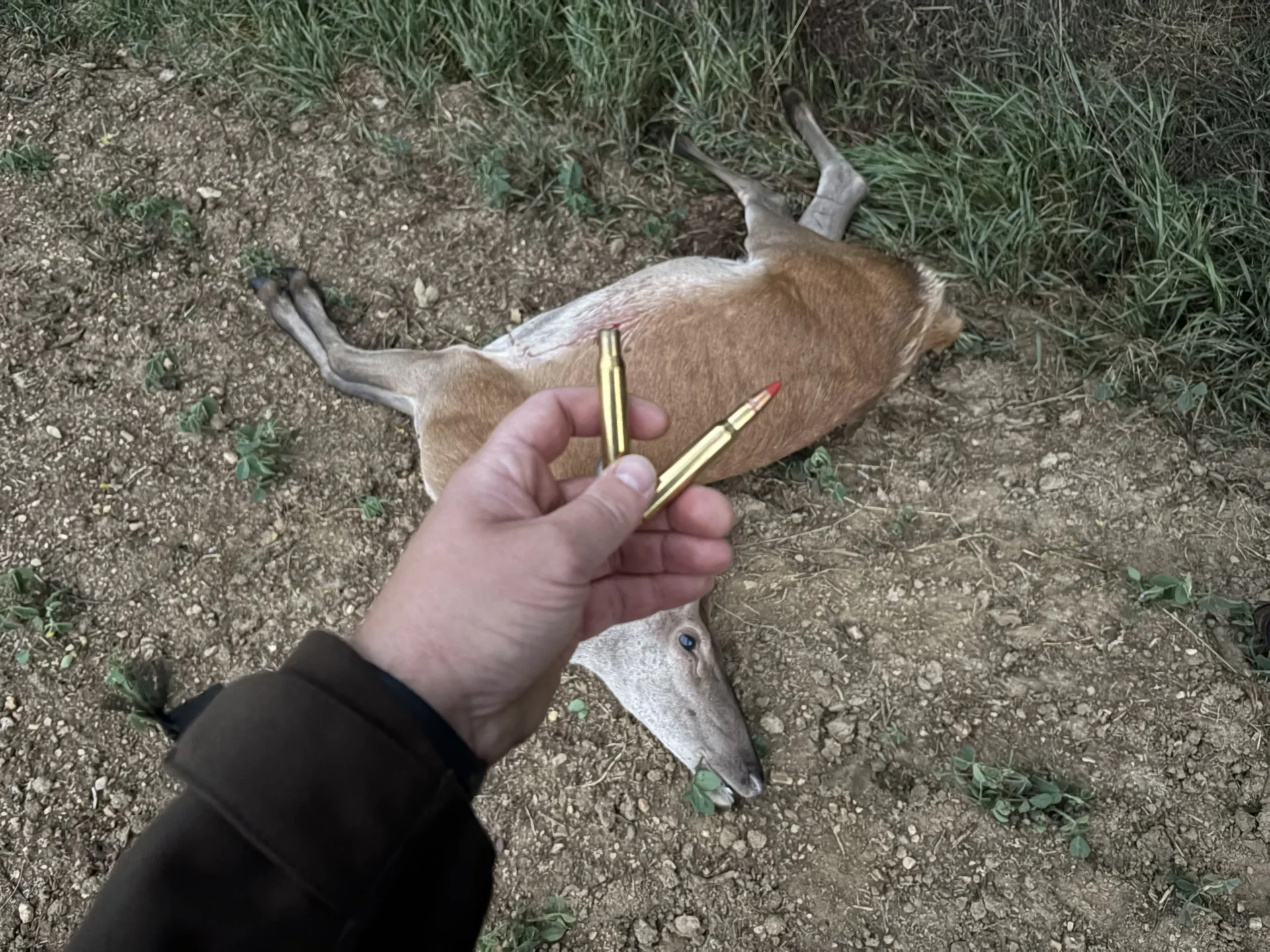 Tapasztalataim: sax lőszer 8 IMG 4751