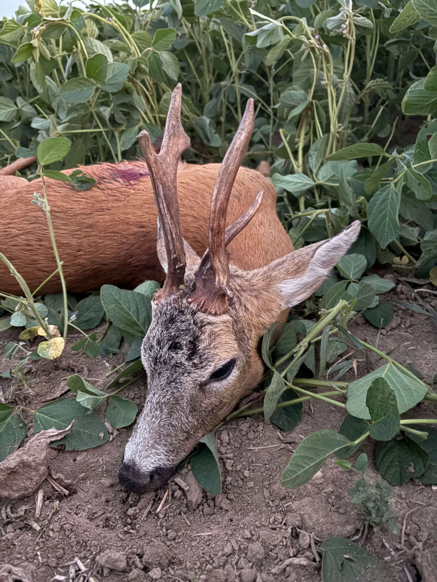Ismét egy érdekes bak terítéken 4 IMG 5362