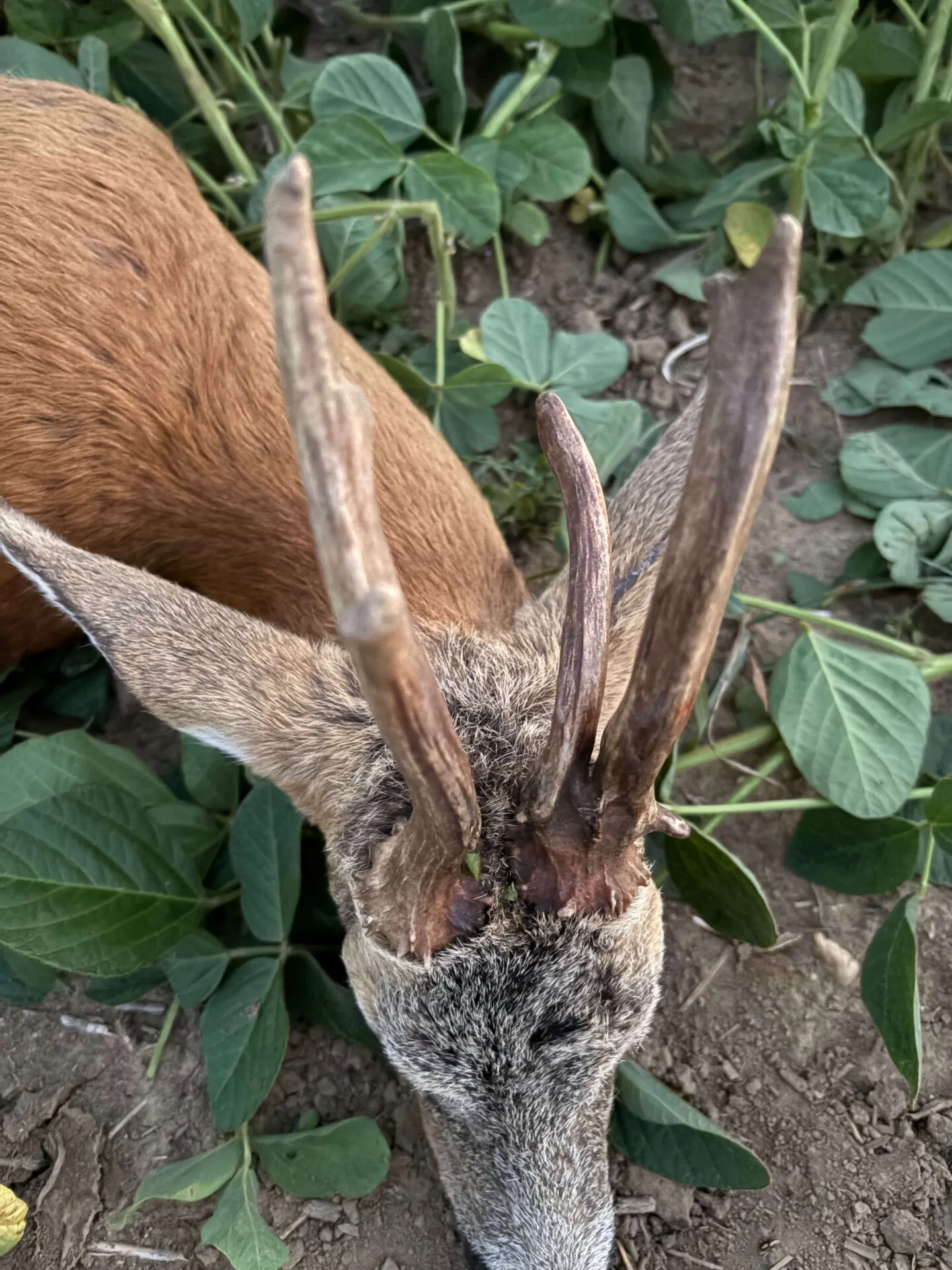 Ismét egy érdekes bak terítéken 3 IMG 5367