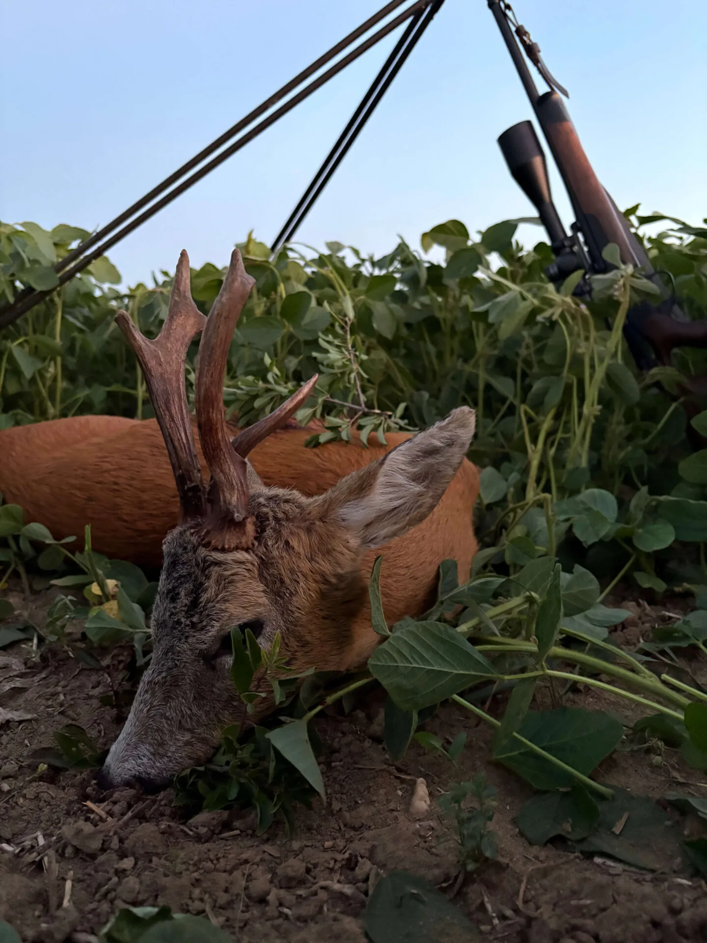 Ismét egy érdekes bak terítéken 2 IMG 5373