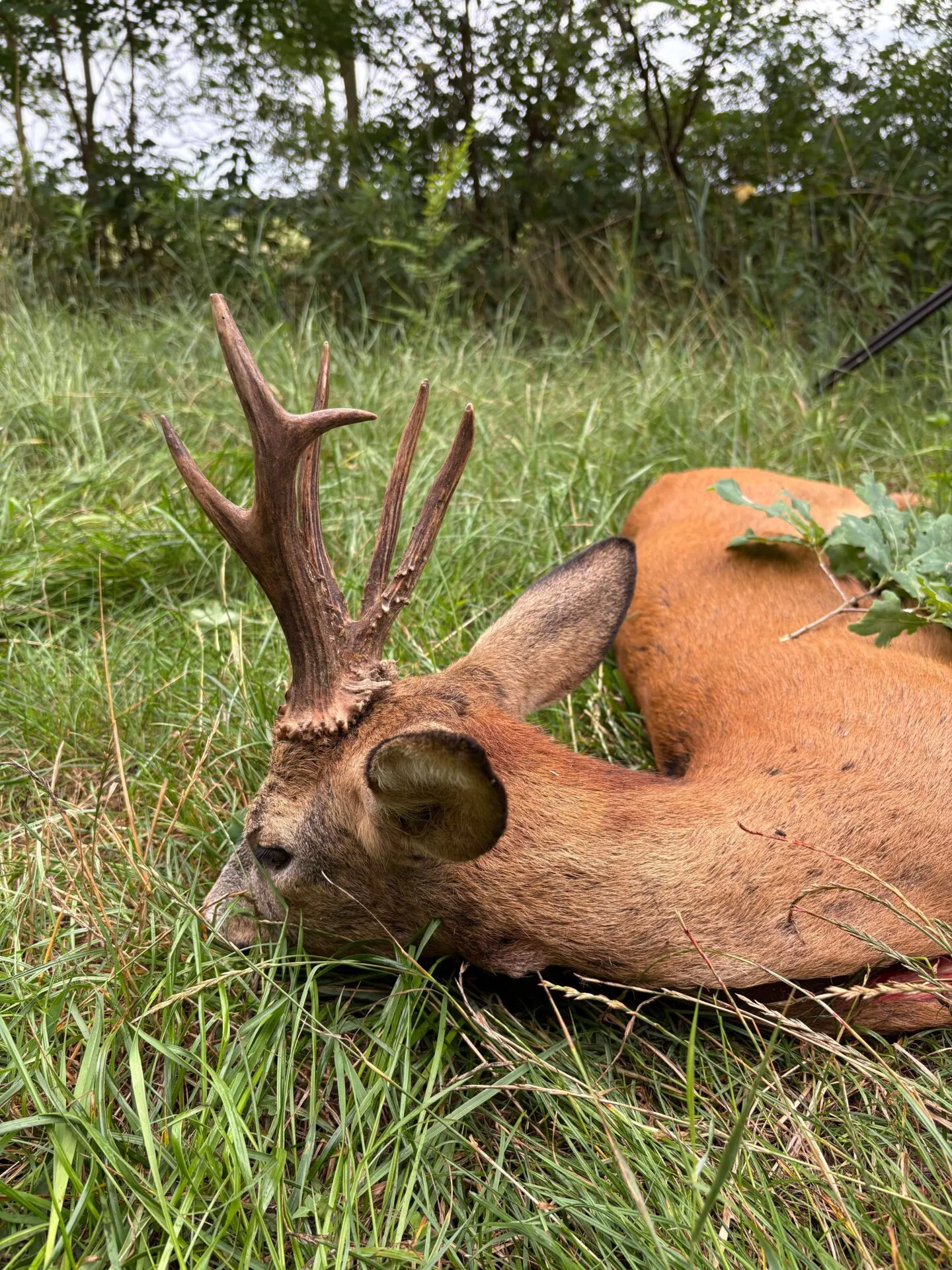 Bronzérmes bak a terítéken 2 IMG 5745 2