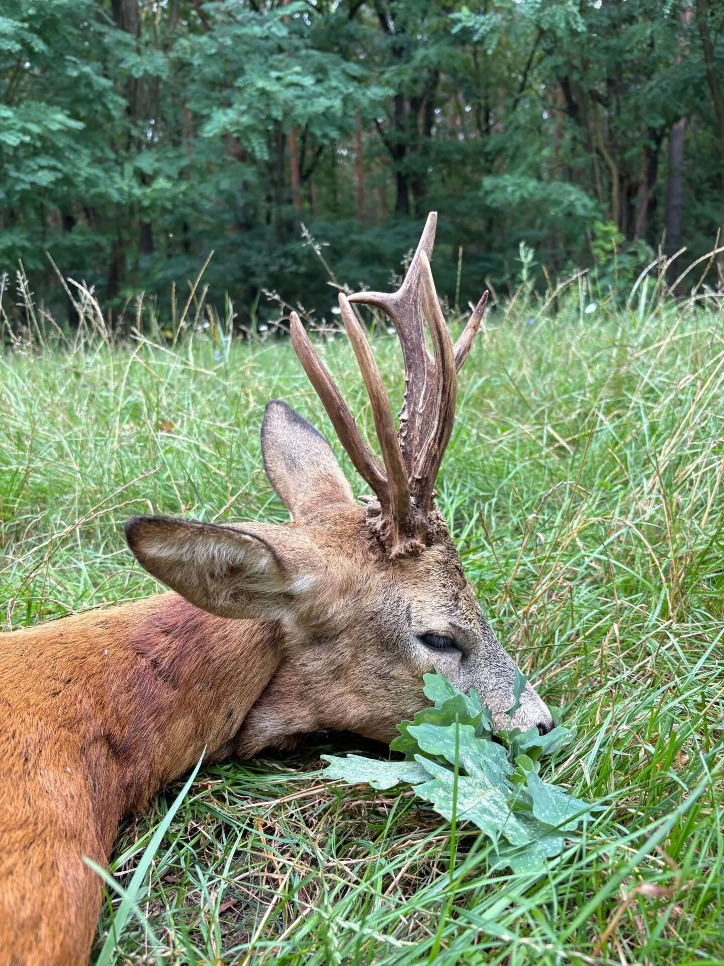 Bronzérmes bak a terítéken 3 IMG 5747 2 1