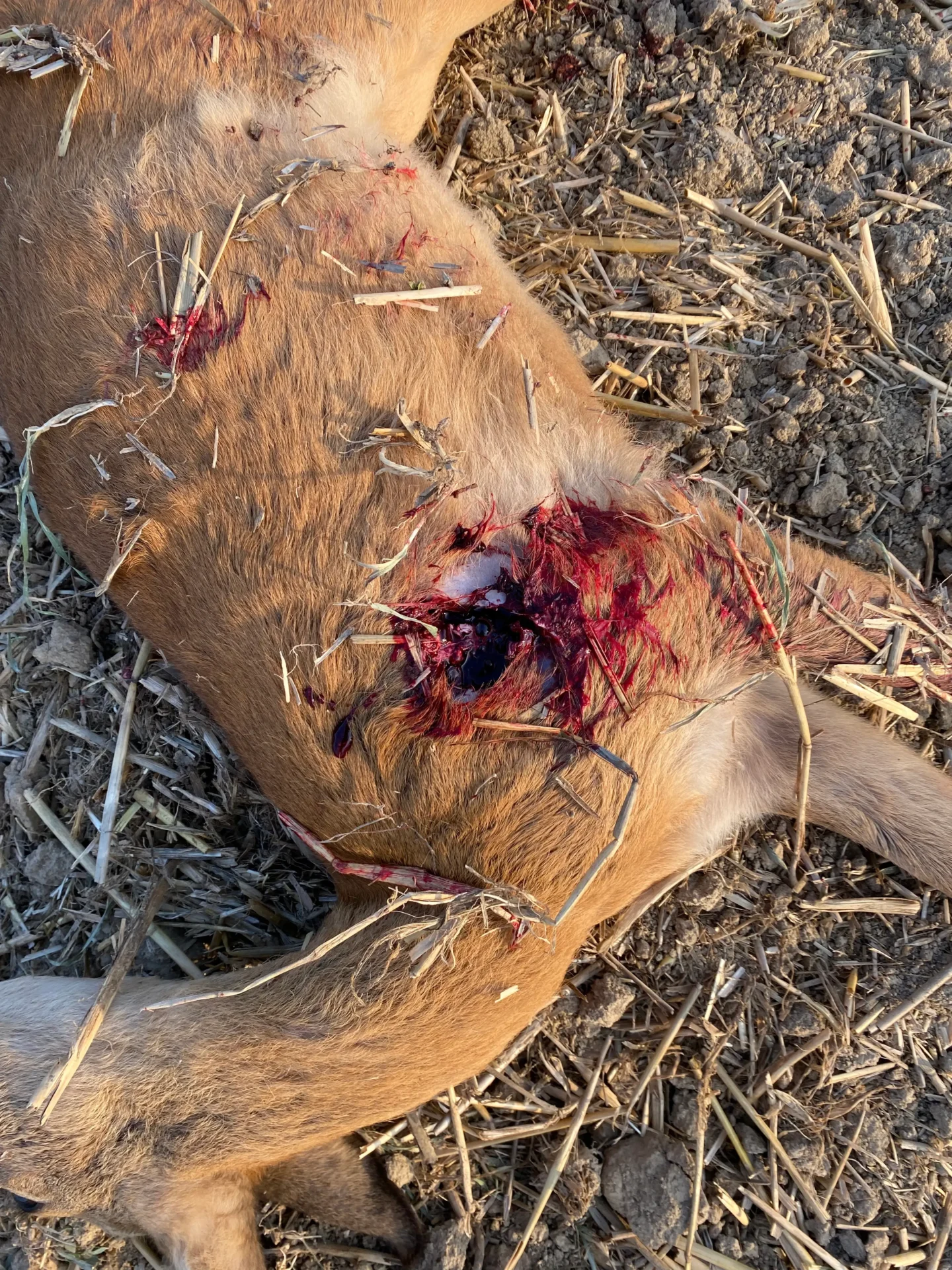 Geco Express, gyakorlati tapasztalataink a lőszerrel 6 IMG 7034 2 1