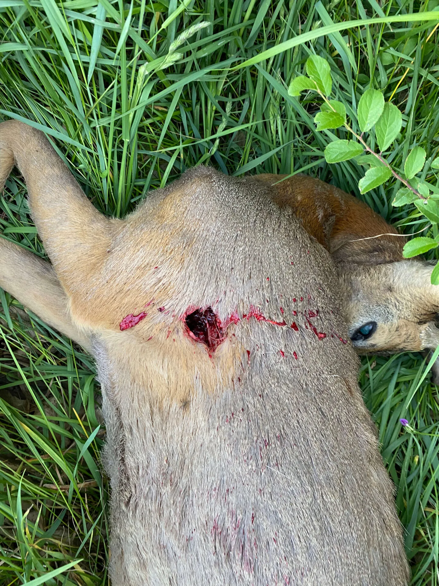 Geco Express, gyakorlati tapasztalataink a lőszerrel 3 IMG 8580