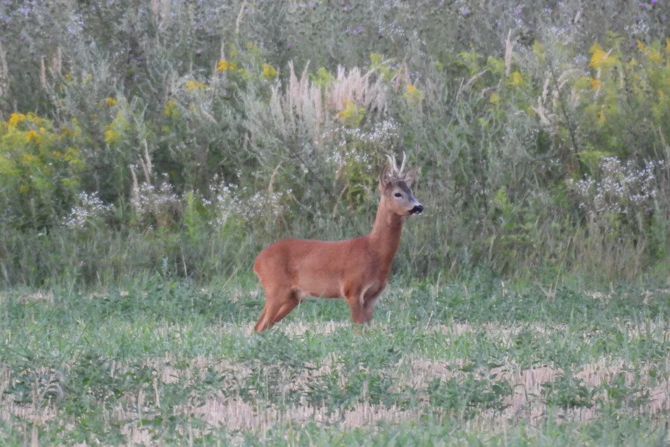Újabb érdekes bak a terítéken