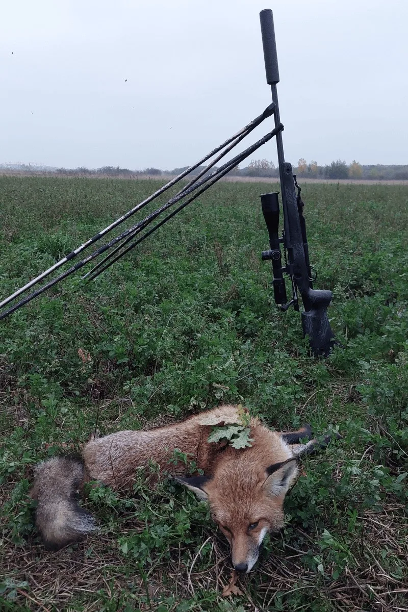 Eredményes rókahívás! 1 nordik roka