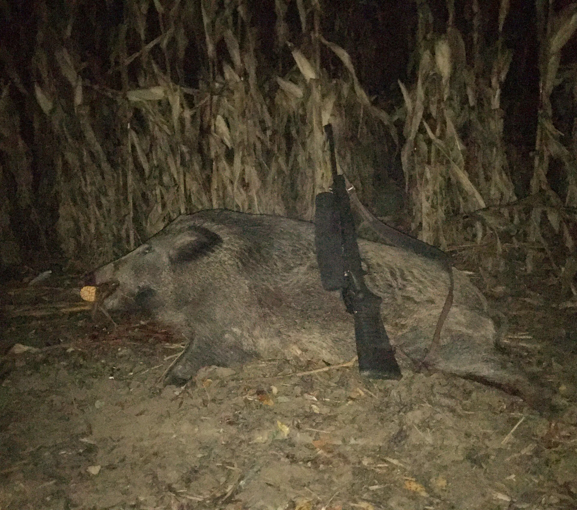 Teszteltük az RWS Speed Tip Pro. golyós vadászlőszert 1 rws speed tip 01